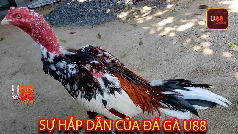 Đá gà U88 ăn tiền sự kết hợp giữa kỹ năng và may mắn 6 Sự hắp dẫn của đá gà U88