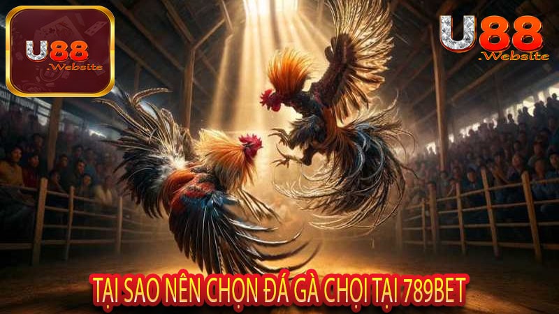 Đá Gà Chọi 789Bet Sân Chơi Mới Cho Các Tín Đồ Cá Cược 5 Tại Sao Nên chọn Đá Gà Chọi Tại 789Bet